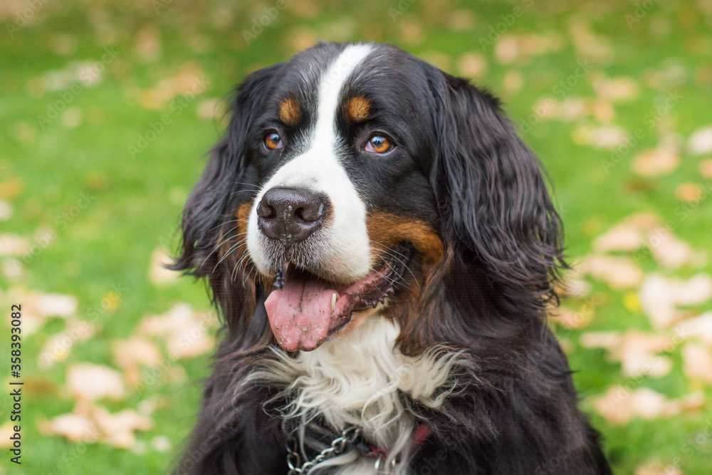 Beautiful brown, black, white Bernese Mountain Dog looking off to his right profile with tongue hanging out sitting on grass in park