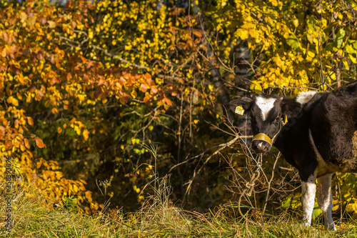 Calf grazing in the forest near the trees. A small goby black-and white color of looks at us. White triangle on the forehead. Chipping. Yellow chip in the ear. photo