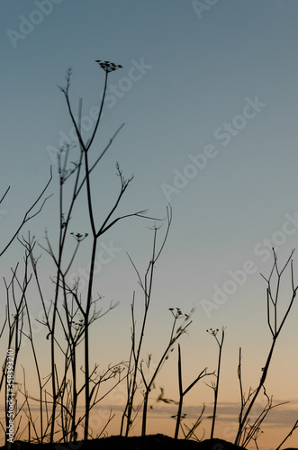 tree branches with sunset and sea in the background