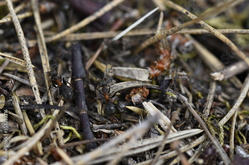 Mrówki w mrowisku