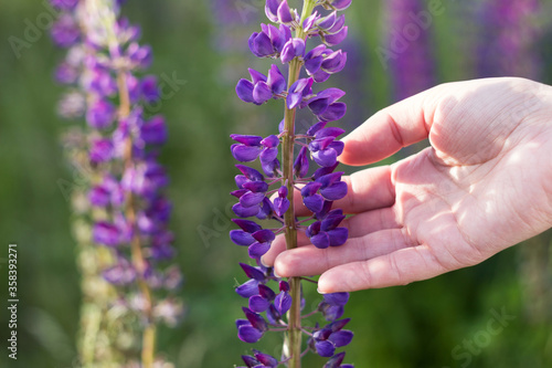 The female hand touches the purple lupine. Field of summer beautiful flowers, background