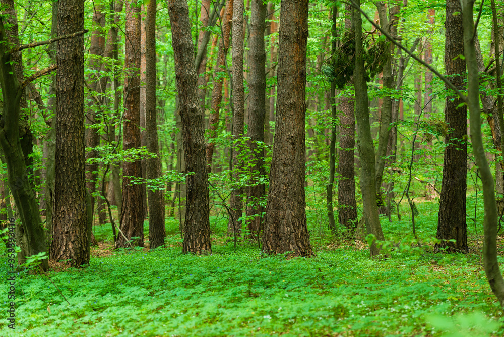 Fototapeta premium Beautiful spring forest with fresh green leaves and trunks