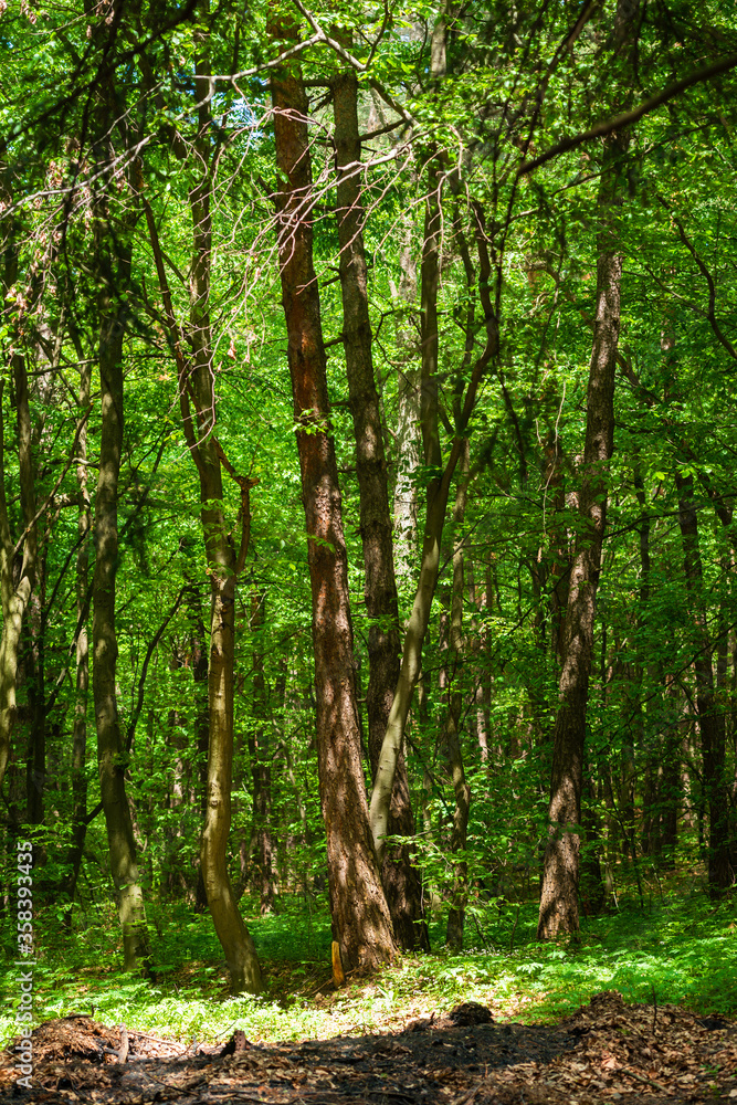 Beautiful spring forest with fresh green leaves and trunks