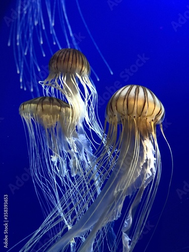 Jellyfish