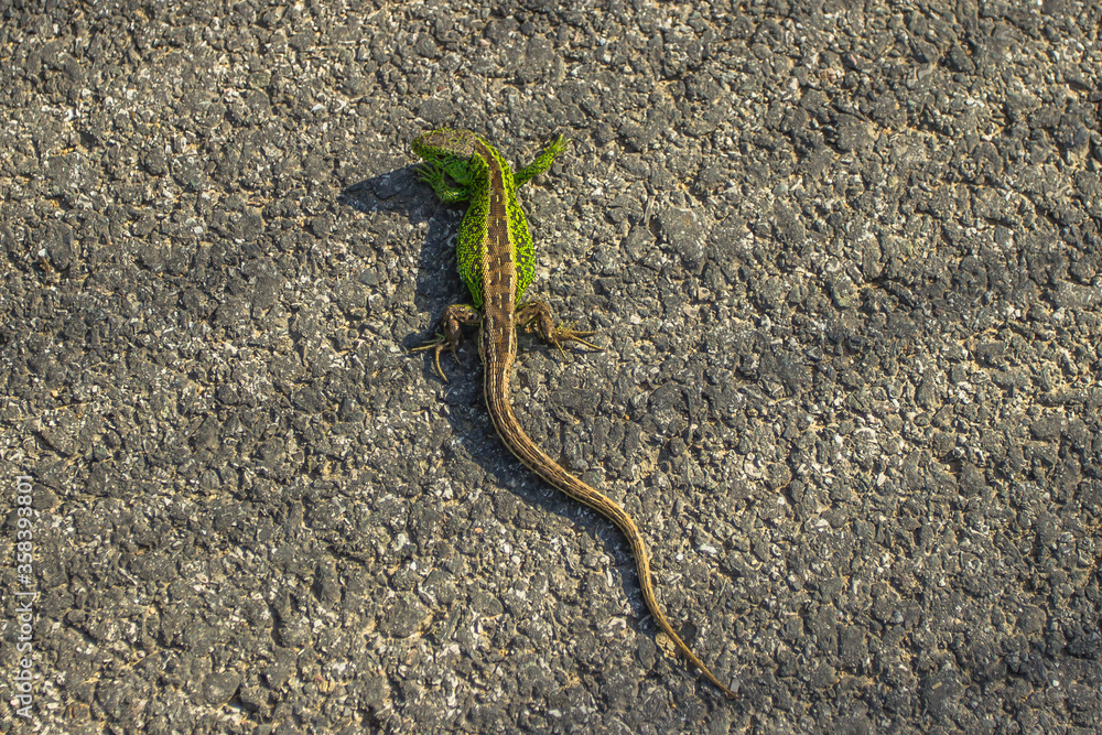 Fototapeta premium Brown green lizard crawling on the ground. Very beautiful and small lizard. Disguise animal. Camouflaged animal.Lizard close up, macro, copy space, natural background.Garden lizard warming up on road