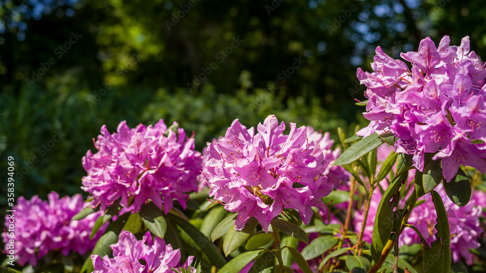 lilafarbene Blüte vor grünem Hintergrund