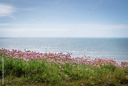 View from the coast path in north Devon, England, UK. With Armeria maritima flowers aka Sea Thrift. photo