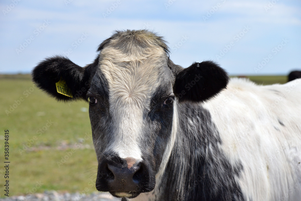 Cows on Walney island, Cumbria, 