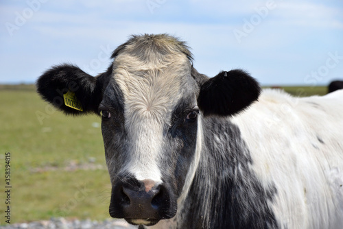 Cows on Walney island, Cumbria,  © James