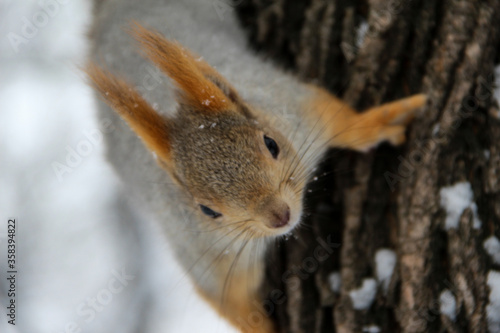 squirrel in the Park © Elena