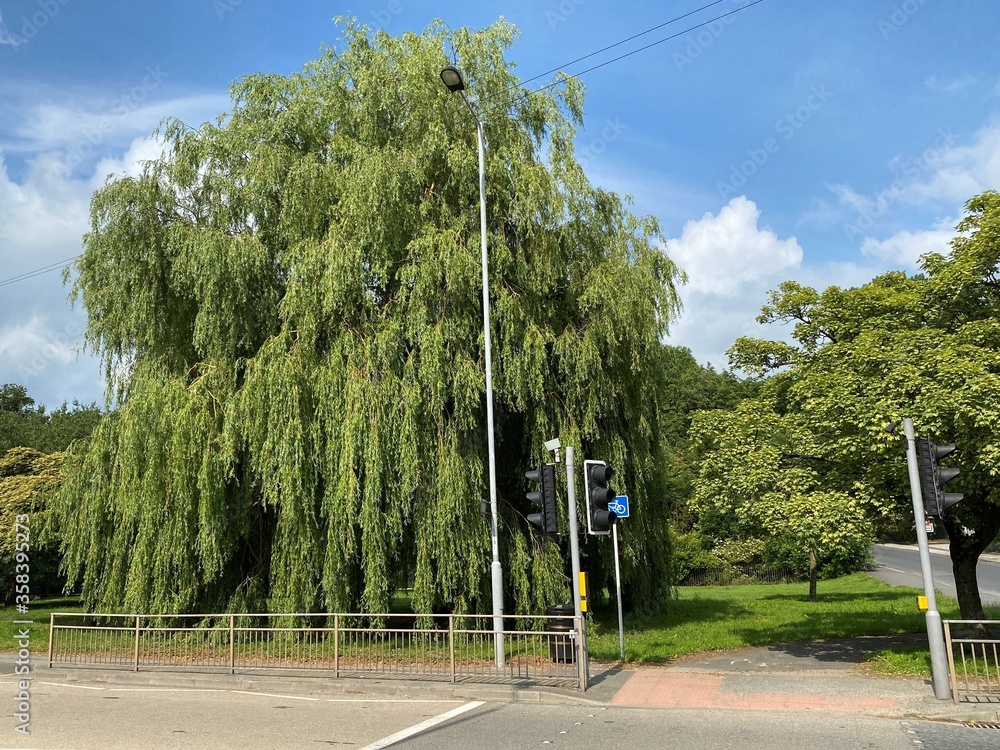 Large old willow tree, situated next to the main road in, Shipley, Bradford, Yorkshire, UK