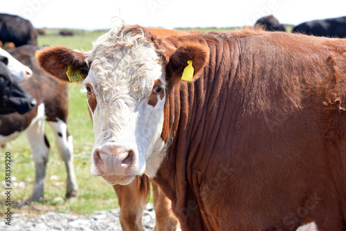 Cows on Walney island  Cumbria  