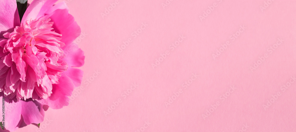 Peony flower on colorful background close up. Creative layout. Peony flower on colorful background close up. Creative layout.