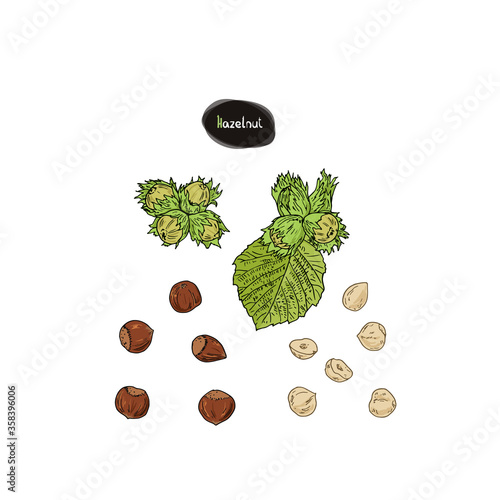 Hand drawn sketch style hazelnut set. Filbert fruits. Hazelnut leaf. Color illustration. 