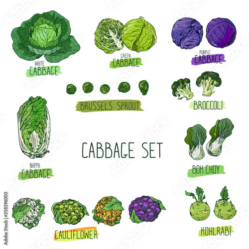 Hand drawn cabbage set with names. white, purple and green cabbages, kohlrabi, Brussels sprouts, broccoli, white, green, orange and purple cauliflower, napa cabbage, bok choy, Chinese cabbage.