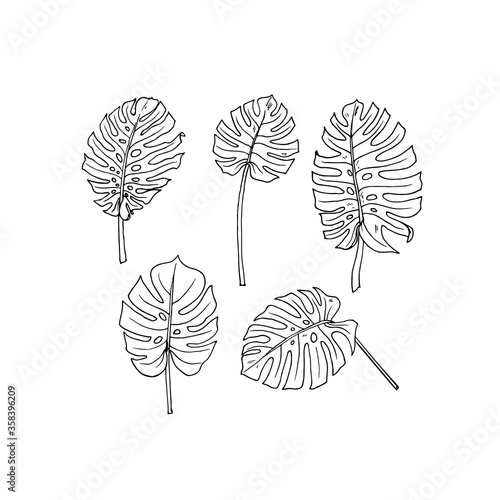 Hand drawn sketch style monstera leaves set. Vector illustration. 