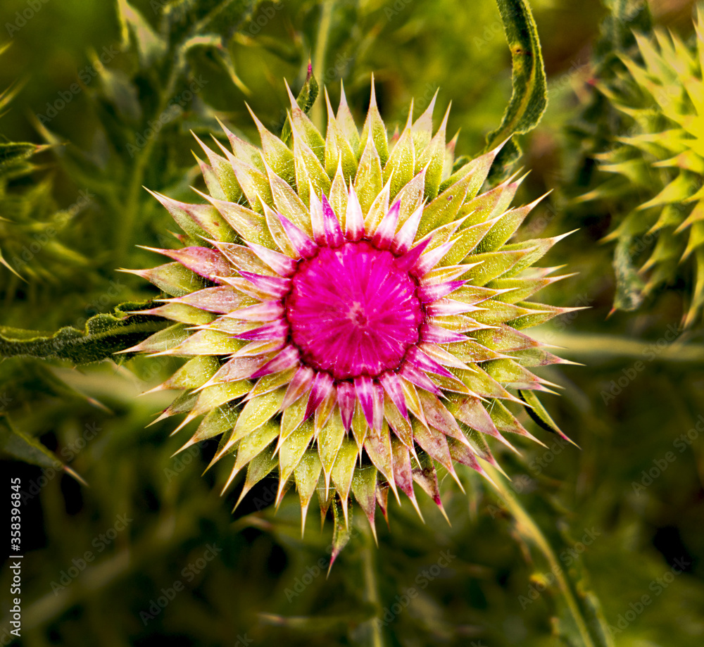 Chardon Stock Photo Adobe Stock