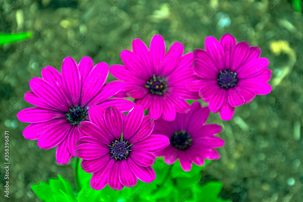 Fototapeta premium Dimorphotheca ecklonis or osteospermum known as cape marguerite, Van Staden's river daisy, Sundays river daisy, daisy bush, star of the veldt