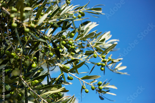 Olive branch with leaves and green olives. Olive tree close up in Greece  Corfu. Mediterranean plant  flora.