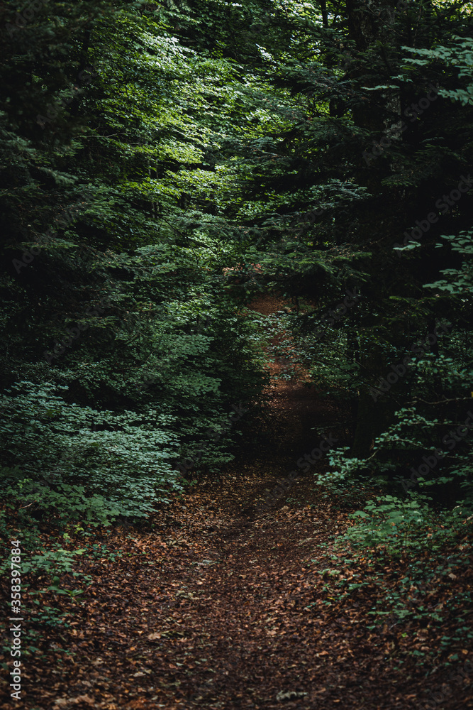 Obraz premium Chemin dans la foret jonché de feuilles mortes