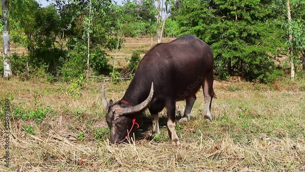 Asian buffalo eating grass in Thailand Asian buffalo eating grass in Thailand