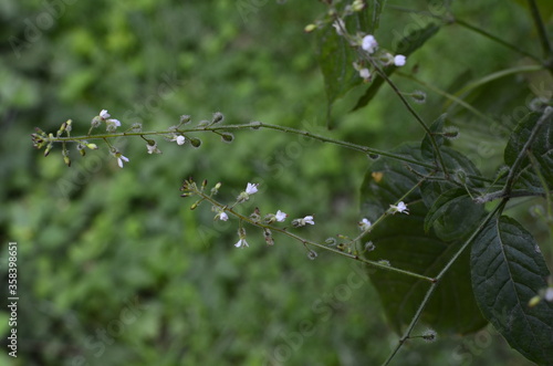 Circaea lutetiana - wild plant. Plant blooming in summer. photo