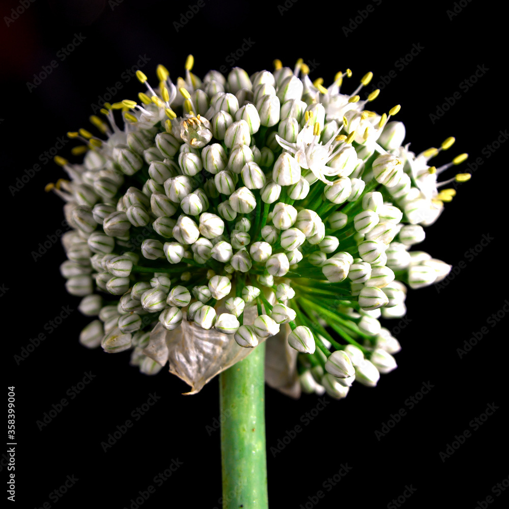 Onion flower with seeds. Onion seeds. Black background Onion flower with seeds. Onion seeds. Black background
