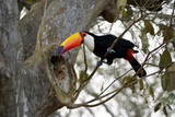 Toco (common) toucan, South America
