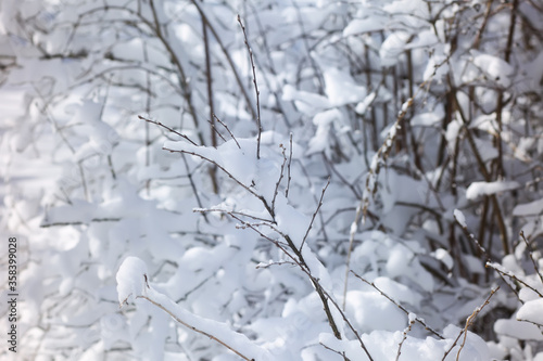 Winter nature details in countryside in East Europe. Snow covered tree branches in sunny day. © pictures_for_you