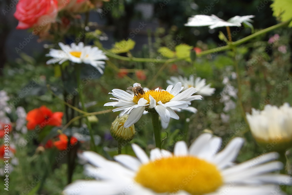 Fototapeta premium white daisies in a garden