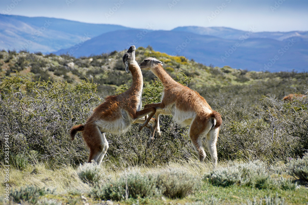 Male guanacos fighting over breeding rights and territory, Torres del Paine National Park, Patagonia, Chile Male guanacos fighting over breeding rights and territory, Torres del Paine National Park, Patagonia, Chile