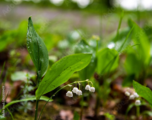 forest lilies of the valley after rain in a forest glade
