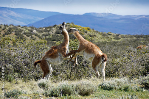 Male guanacos fighting over breeding rights and territory, Torres del Paine National Park, Patagonia, Chile