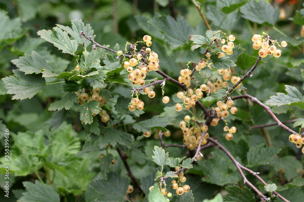 yellow flowers on a branch yellow flowers on a branch