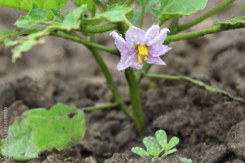 spring flower in the garden