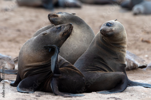 Cape Cross seal colony at the Cape Cross Seal Reserve, Atlantic coast of Namibia