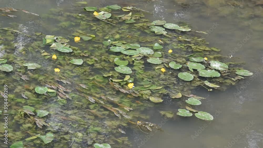 Plants of water-lily (Nuphar lutea) with yellow flowers on the water surface Plants of water-lily (Nuphar lutea) with yellow flowers on the water surface
