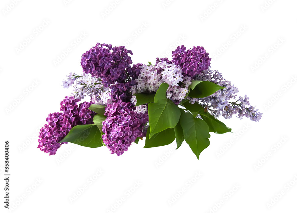Spring floral background with purple lilac flowers. Common Syringa plant