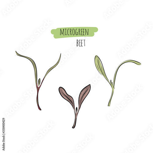 Hand drawn beet micro greens. Vector illustration in sketch style isolated on white background