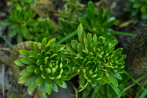 Close up of a group of green succulents in a garden that share the same stem.