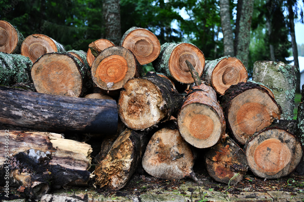 beautiful birch logs with beautiful age rings