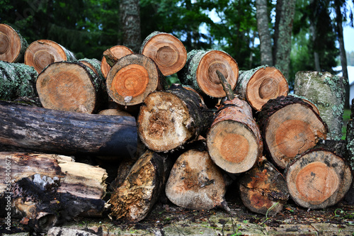 beautiful birch logs with beautiful age rings