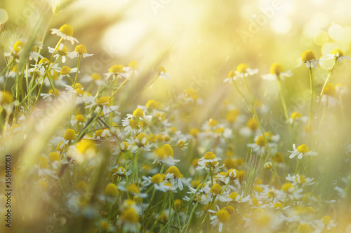 Many beautiful wild daisies in the sunlight on the meadow. Postcard mockup for design. Copyspace