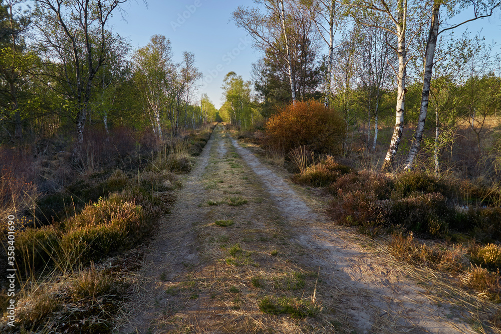 sandy straight path in the moorlands of Wittemoor, district Wesermarsch (Germany) with birch trees and bushes on a scenic evening in early spring