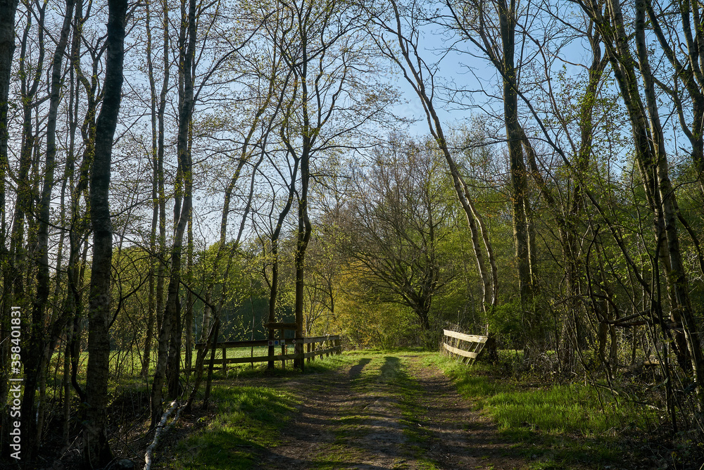 scenic unfixed footpath in the moorland forest of Wittemoor (district Wesermarsch, Germany) leading to a glade on a sunny spring day scenic unfixed footpath in the moorland forest of Wittemoor (district Wesermarsch, Germany) leading to a glade on a sunny spring day