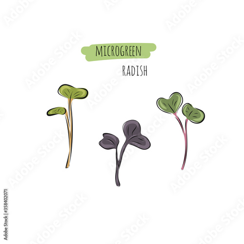 Hand drawn radish micro greens. Vector illustration in sketch style isolated on white background