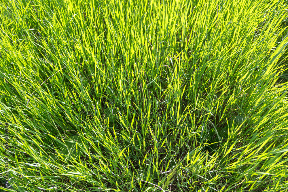 Fototapeta premium Background.Green succulent grass on a sunny day.