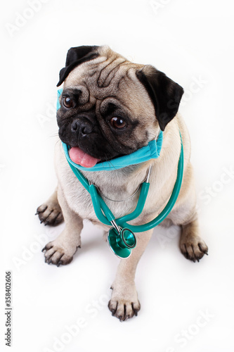 Cute pug dog with stethoscope © absolutimages