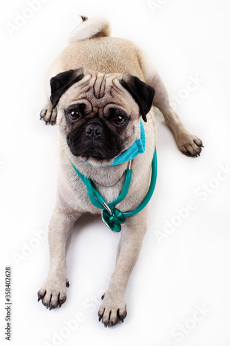 Cute pug dog with stethoscope © absolutimages