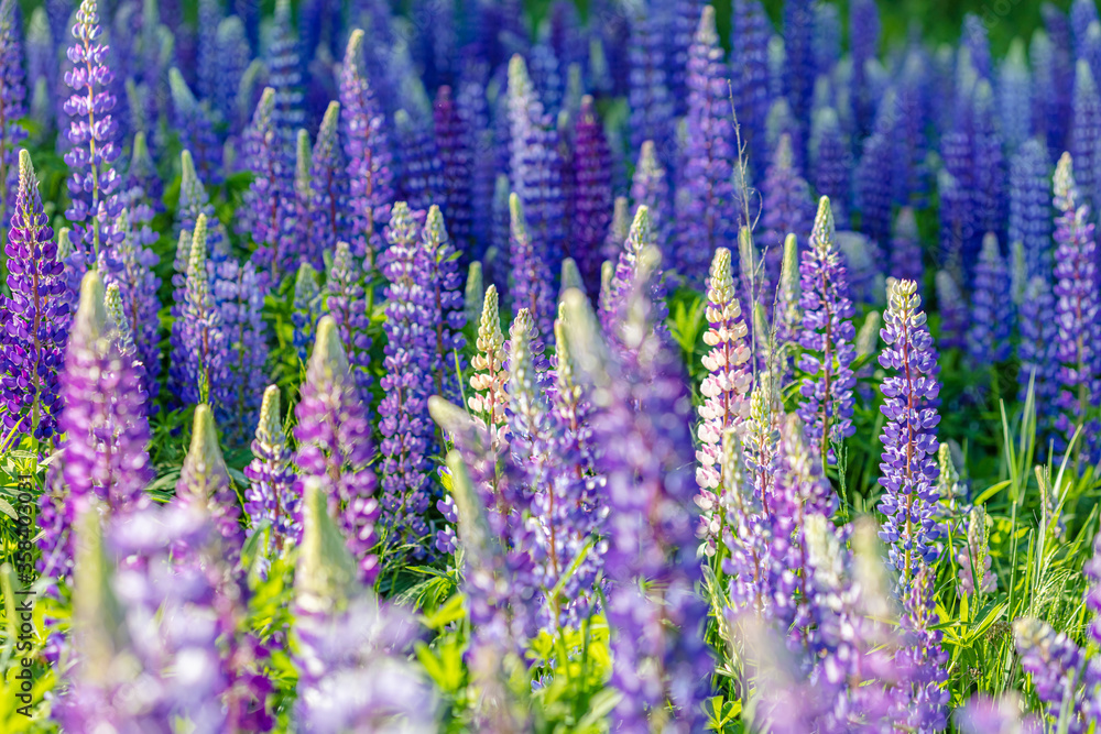 Lupine field on a sunny day